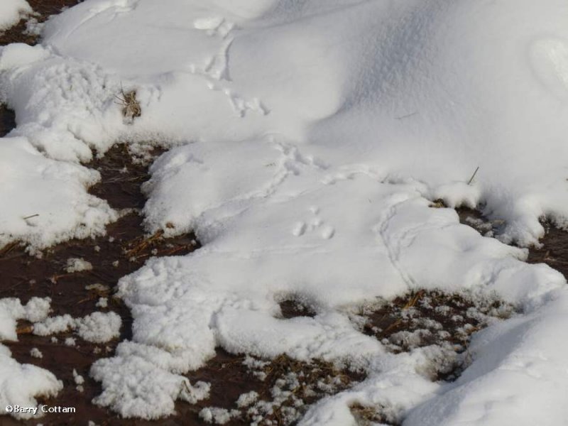 Tracks