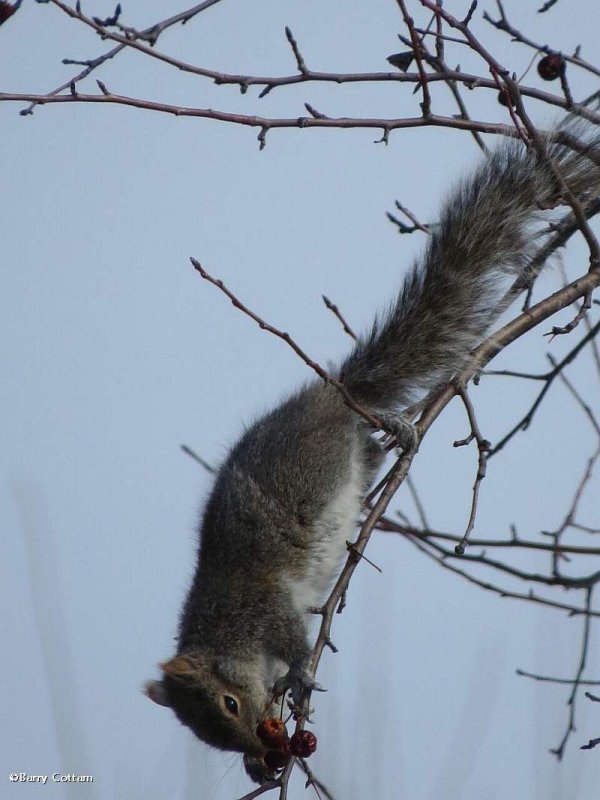 Grey squirrel