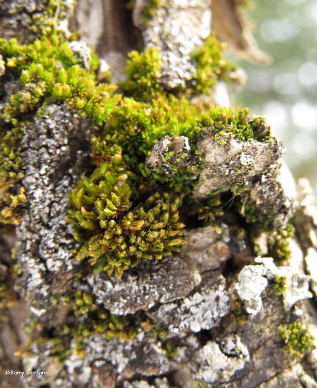Moss on stones