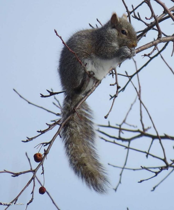 Grey squirrel