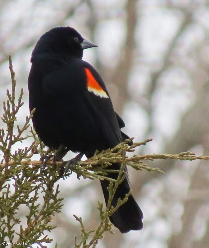 Red-winged blackbird, male
