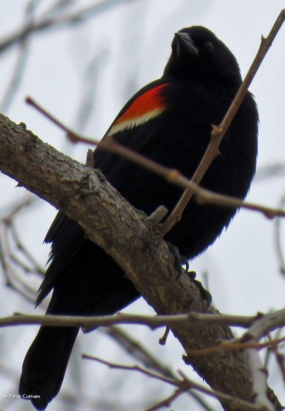 Red-winged blackbird, male