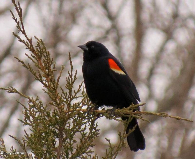 Red-winged blackbird, male