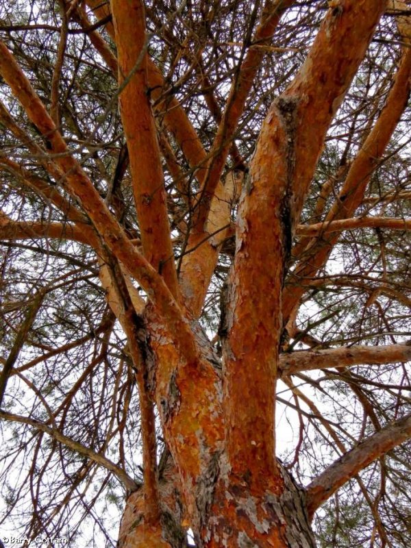 Scotch pine (Pinus sylvestris)