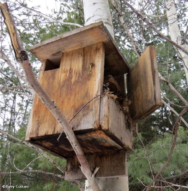 Squirrel box 