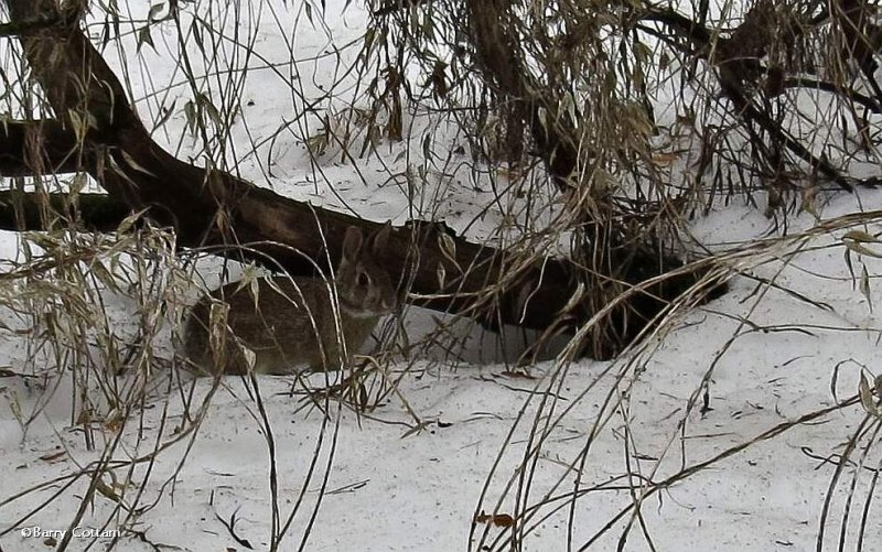 Eastern cottontail rabbit