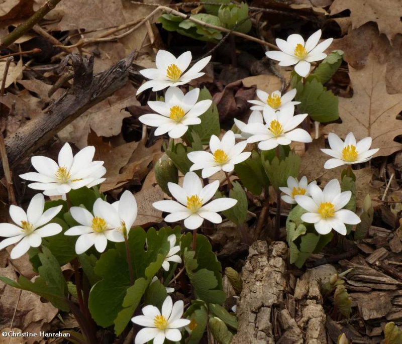 Bloodroot (Sanguinaria canadensis)
