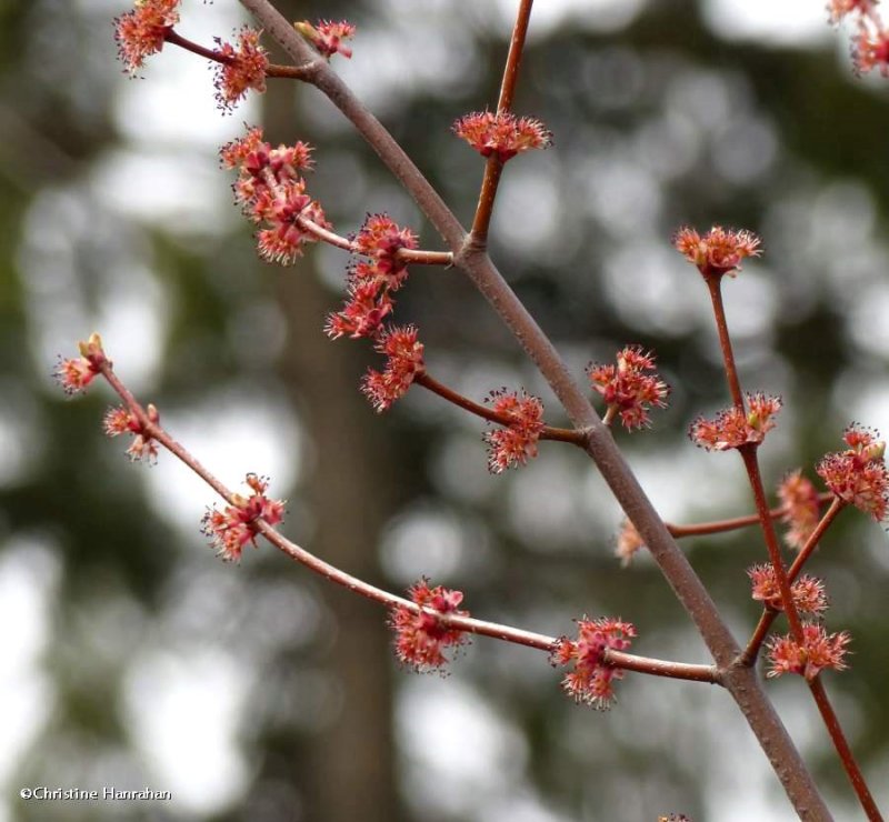 Red maple flowers (Acer rubrum)