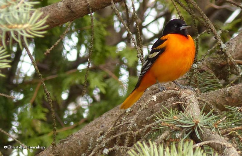 Baltimore oriole, male