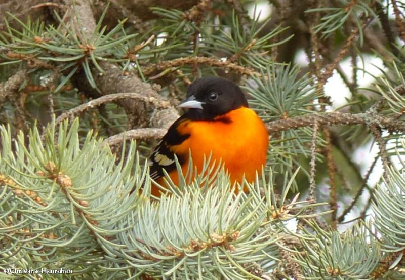 Baltimore oriole, male