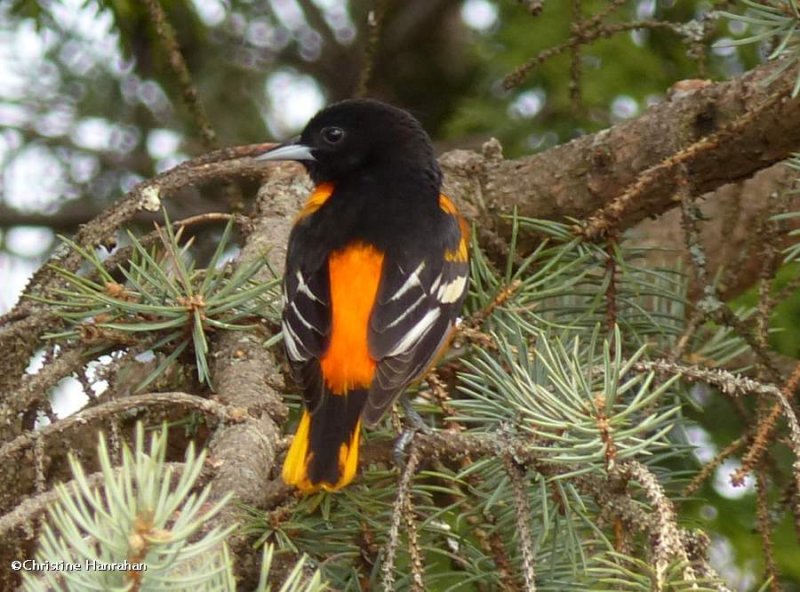 Baltimore oriole, male