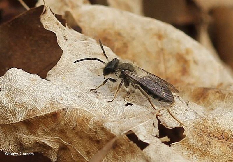 Andrenid bee (<em>Andrena</em>)