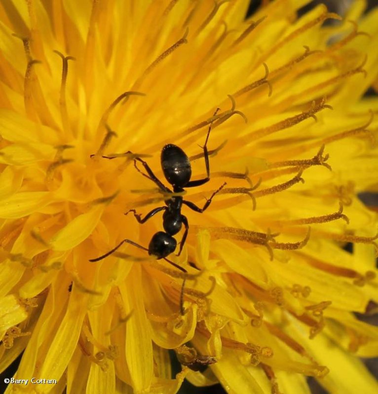 Ant on dandelion