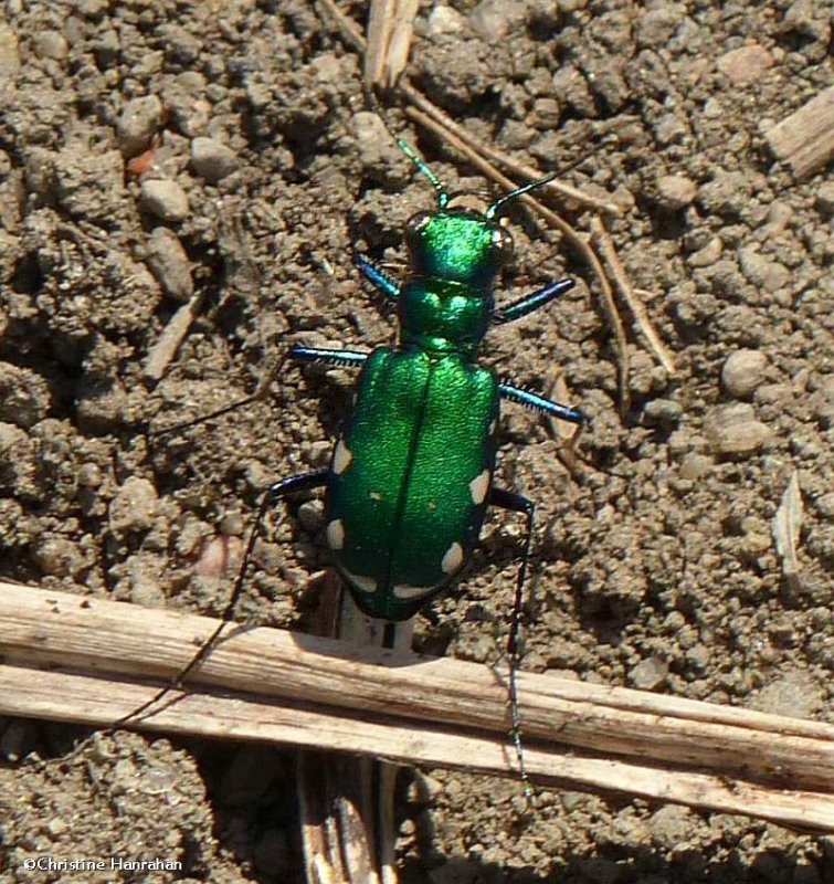 Six-spotted tiger beetle  (Cicindela sexguttata)