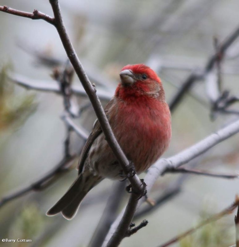 House finch, male