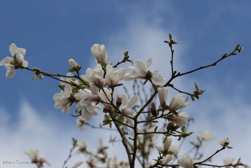 Magnolia
