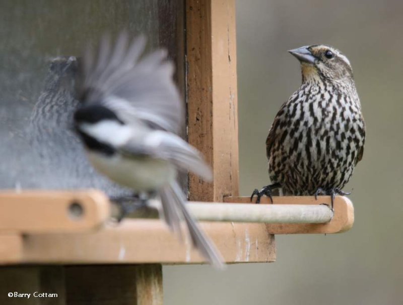 Red-winged blackbird, female, and chickadee