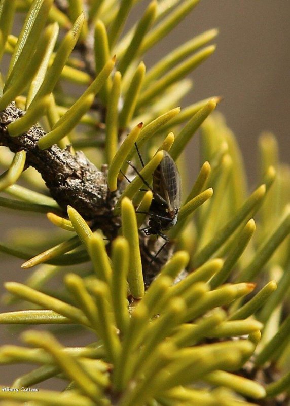 Sawfly species?