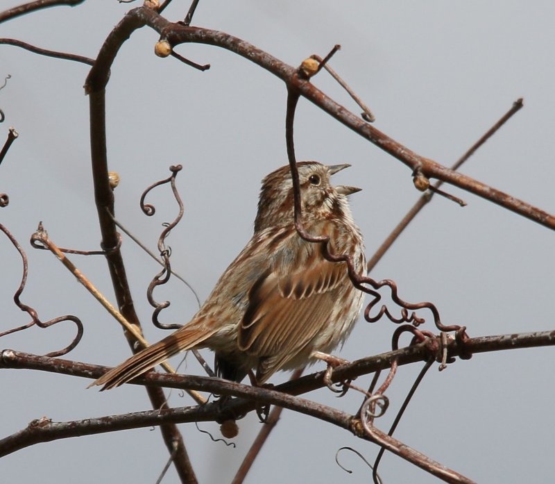 Song Sparrow
