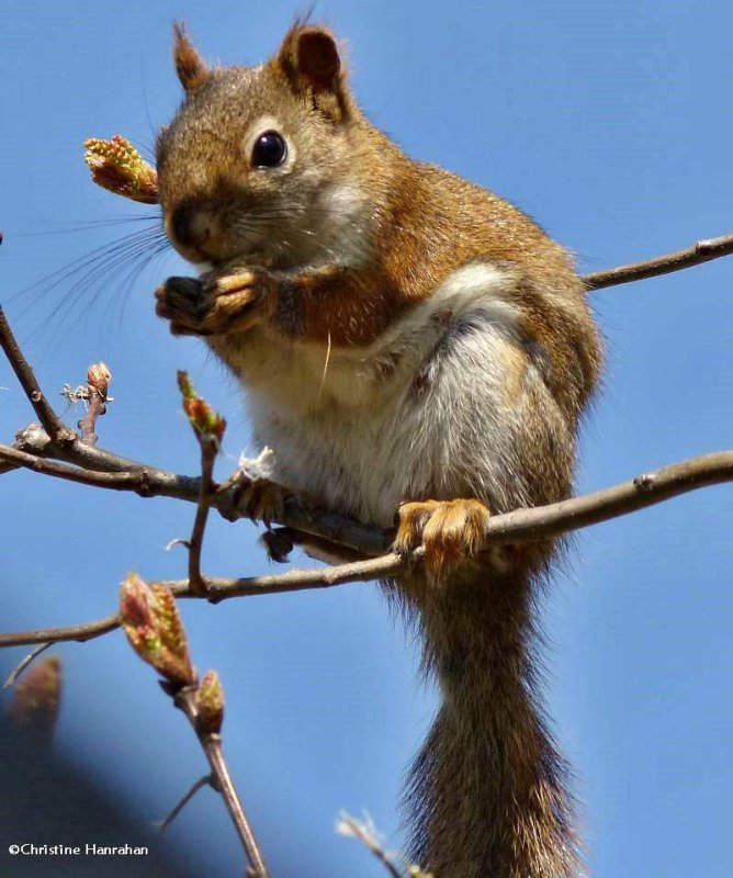 Red squirrel 