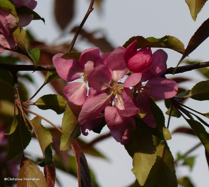 Crabapple(Malus)