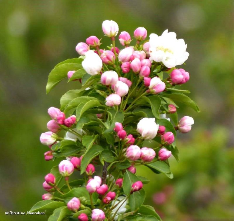 Apple blossom time