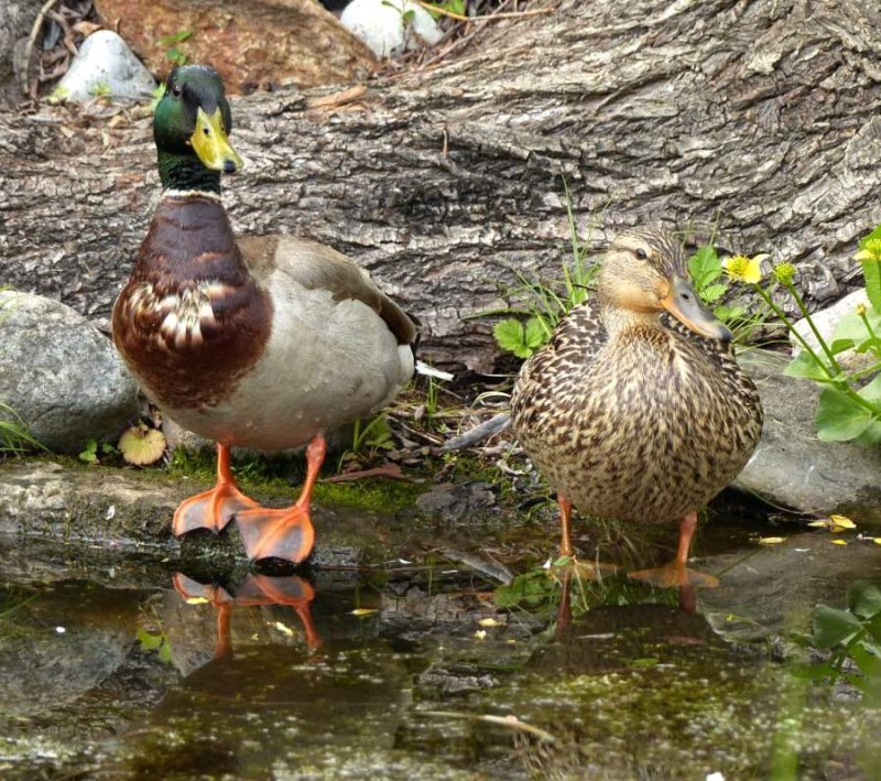 Mallards