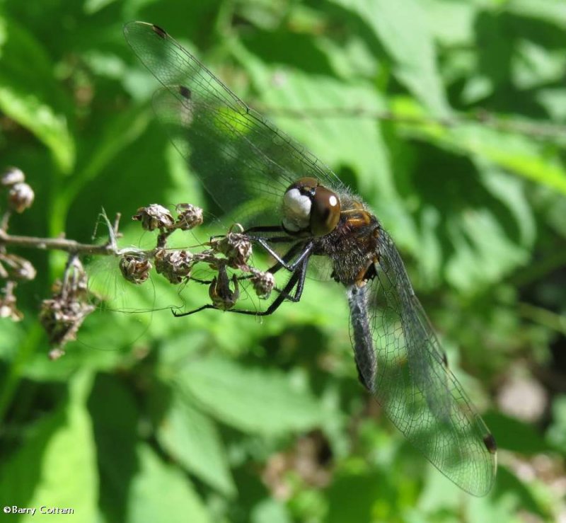 One of the Whiteface dragonflies