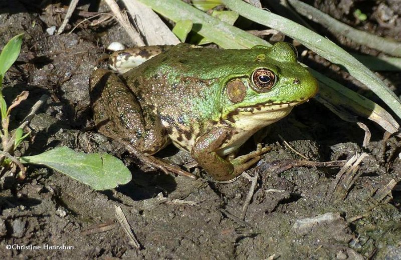 Green frog (Rana clamitans)