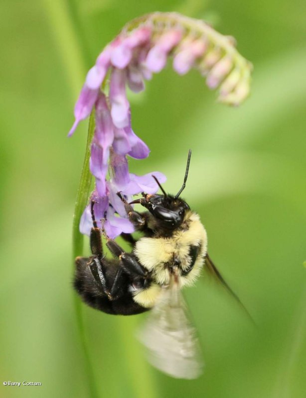 Bumble bee (Bombus) on cow vetch (Vicia cracca)
