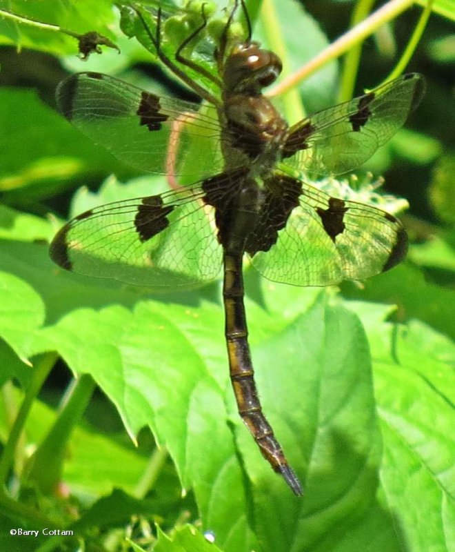 Prince baskettail   (Epitheca cynosura)