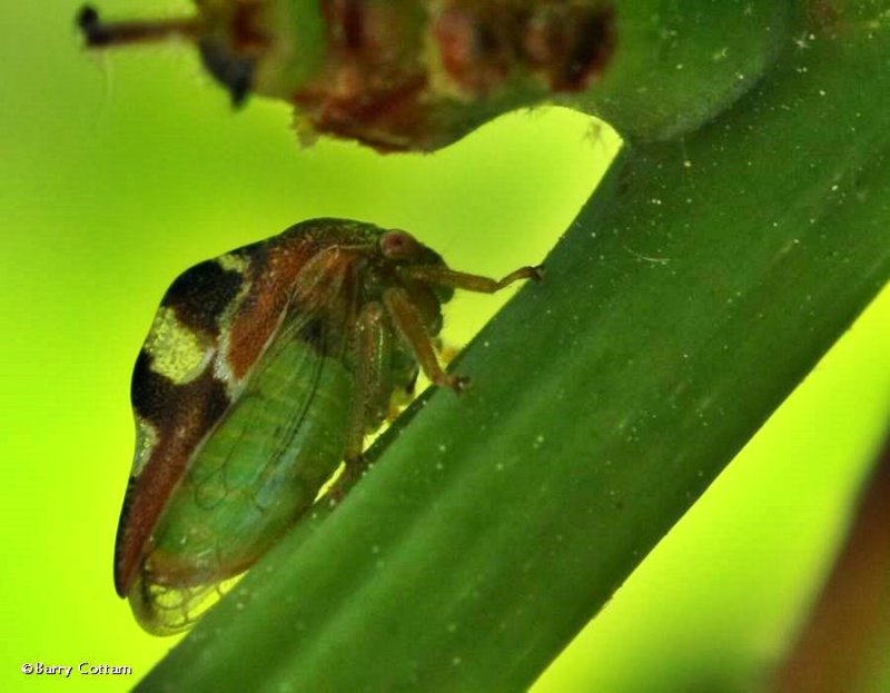 Treehopper (Cyrtolobus sp.)