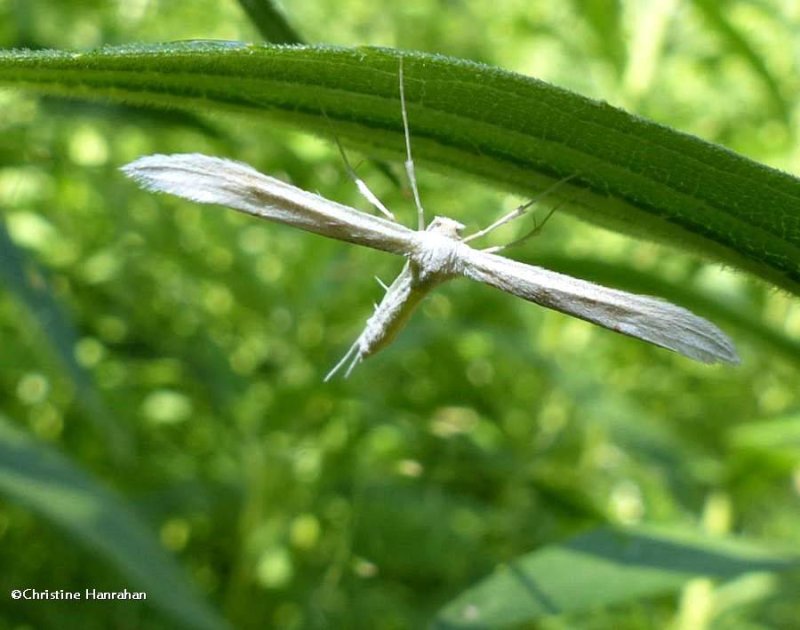 Plume moth, probably  (Hellinisia sp.)