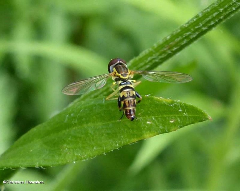 Hover fly (Toxomerus geminatus), male