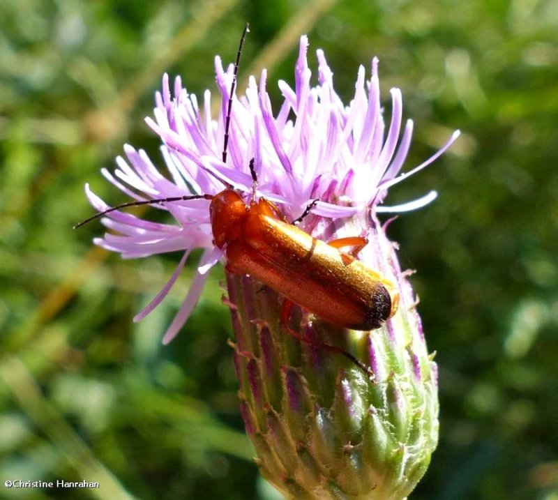 Common red soldier beetle (Rhagonycha fulva)