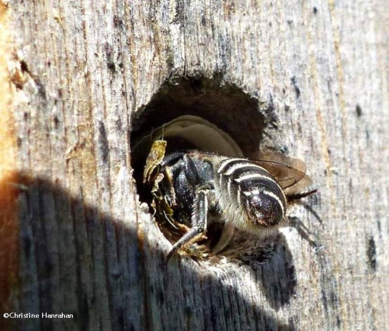 Leafcutter bee (Megachilid)