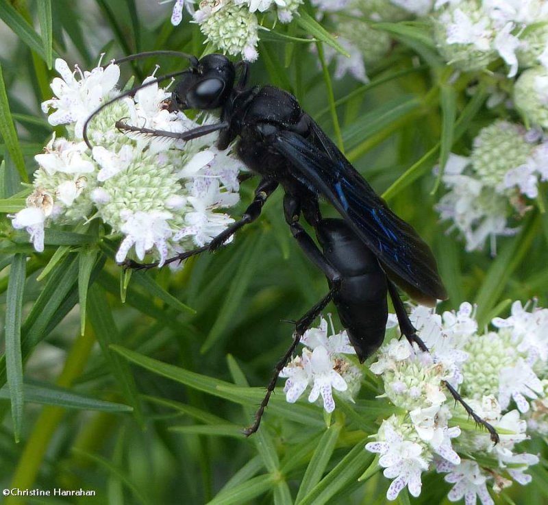 Great black digger wasp (Sphex pensylvanicus)