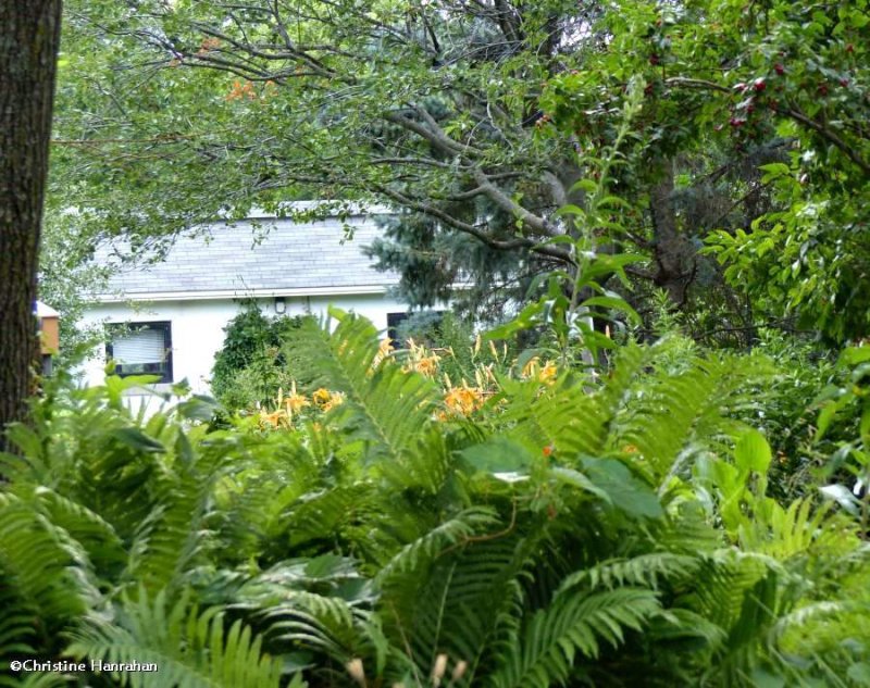 Backyard garden 