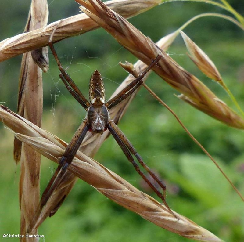 Orbweaver spider (Argiope aurantia), male