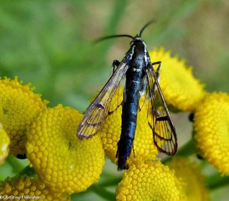 Peachtree borer moth, male (<em>Synanthedon exitiosa</em>), #2583