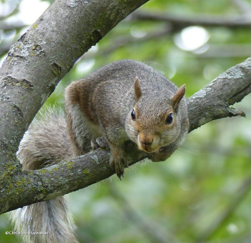 Eastern grey squirrel  (Sciurus carolinensis)