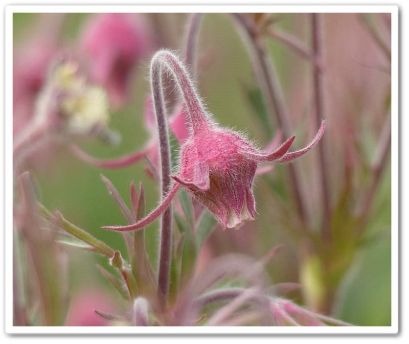 Prairie smoke  (Geum triflorum)