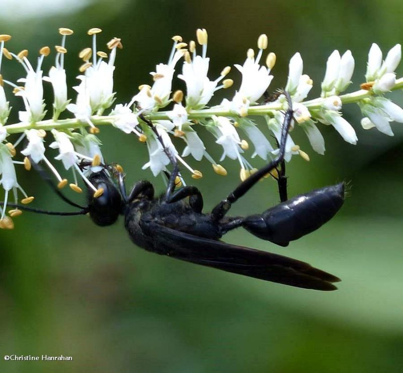 Great black digger wasp (<em>Sphex pensylvanicus</em>)