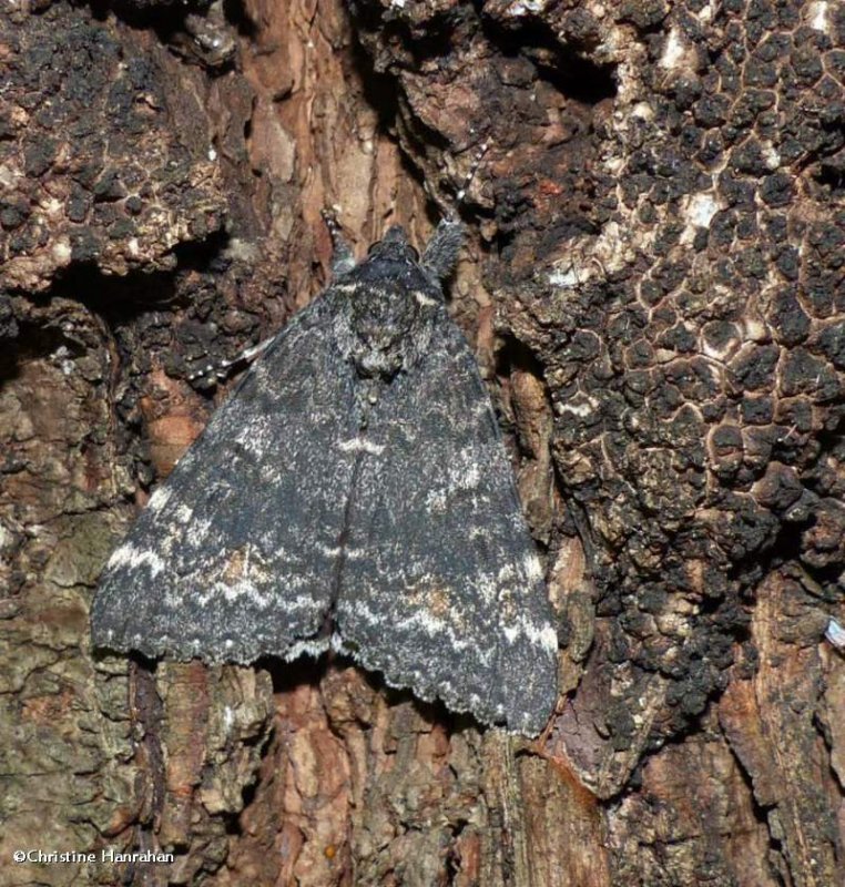 Briseis underwing moth (Catocala briseis)