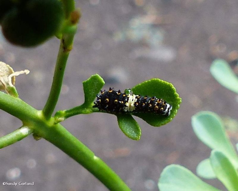 Black swallowtail butterfly caterpillar  (<em>Papilio polyxenes</em>)