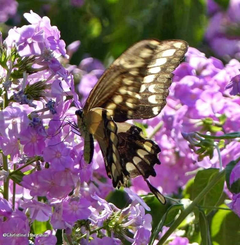 Eastern Giant swallowtail  (Papilio cresphontes)