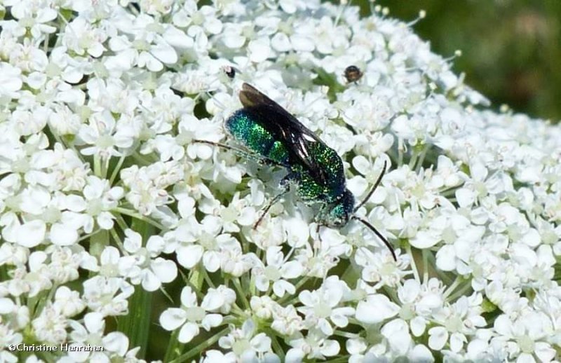 Cuckoo wasp (Chrysis sp.)