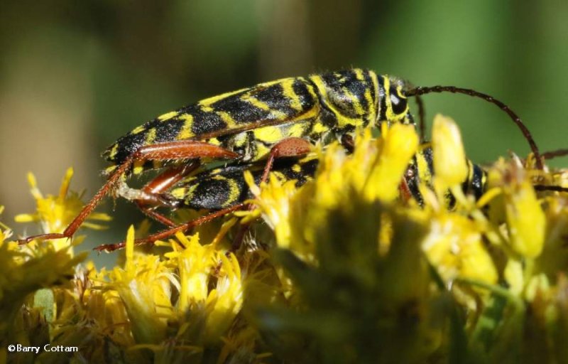 Mating Locust borers (Megacyllene robiniae)