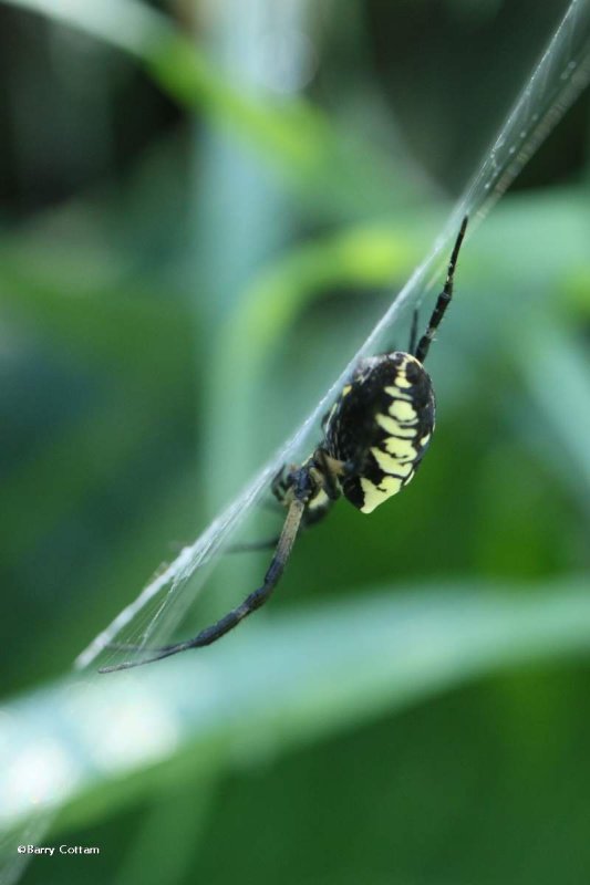 Orb weaver spider (Argiope aurantia), female