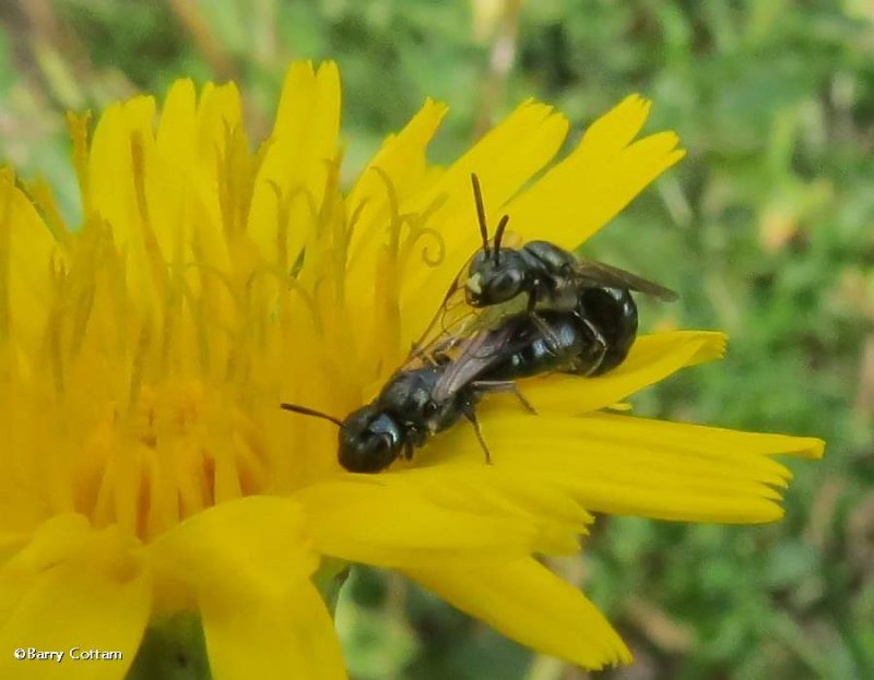 Small carpenter bees (Ceratina sp)
